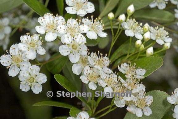 pyracantha aff rogersiana 3 graphic